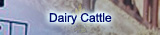 Dairy Cattle
